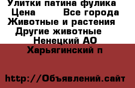 Улитки патина фулика › Цена ­ 10 - Все города Животные и растения » Другие животные   . Ненецкий АО,Харьягинский п.